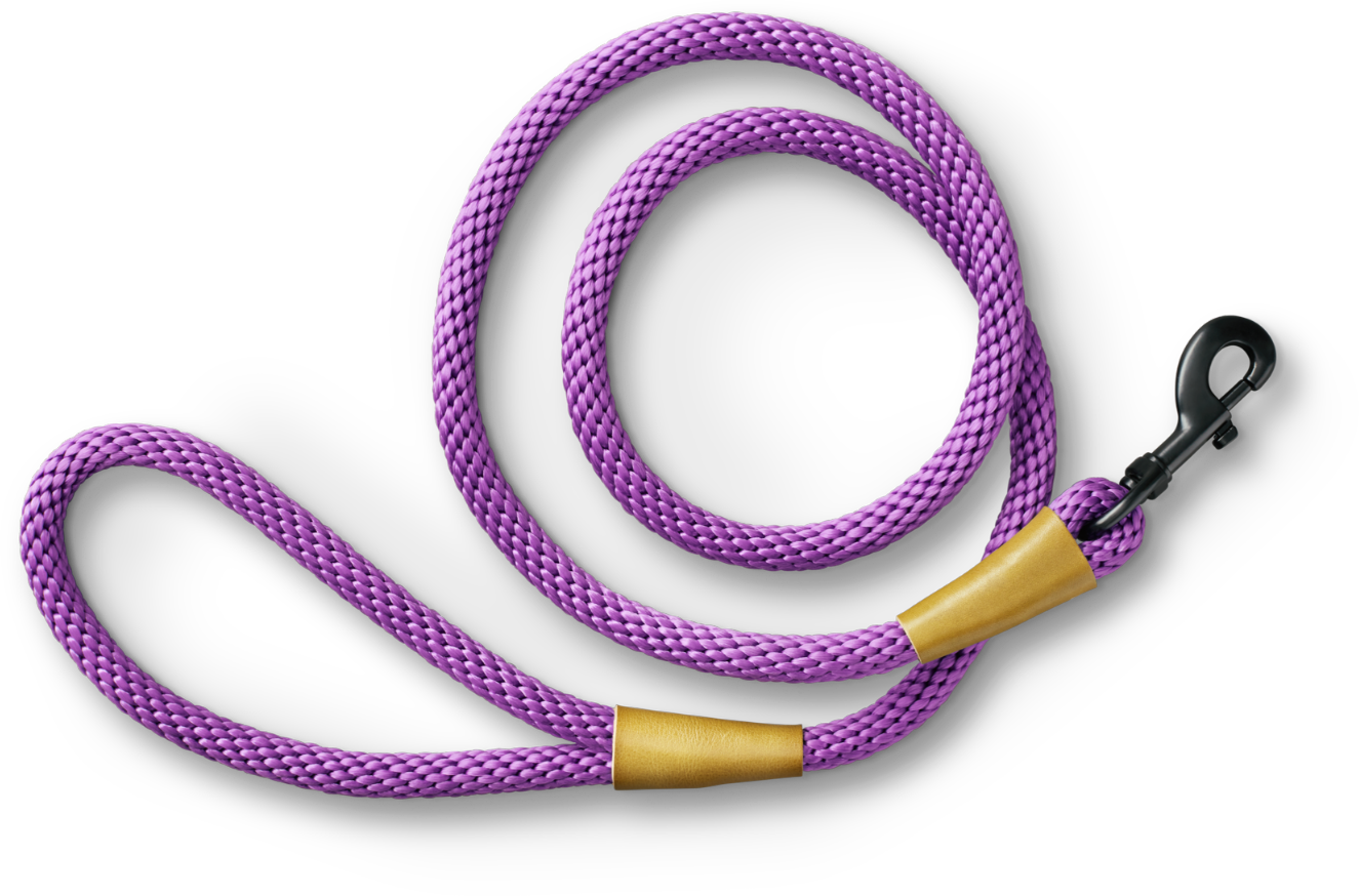 Purple dog leash wrapped up in a circle with a black latch.